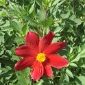 Dahlia coccinea fleur